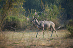 Groer Kudu