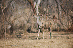 Groer Kudu