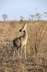 stehender Groer Kudu