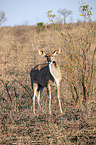 stehender Großer Kudu