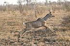 rennender Groer Kudu