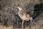 stehender Groer Kudu