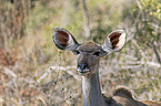 Großer Kudu Portrait