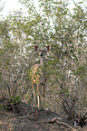 stehender Groer Kudu
