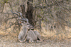 liegender Großer Kudu