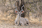 liegender Großer Kudu