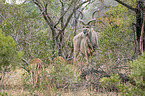stehender Großer Kudu