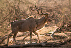 Groer Kudu