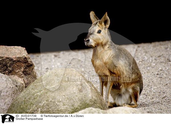 Groer Pampashase / Patagonian cavy / AVD-01739