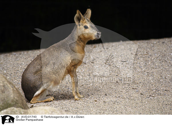 Groer Pampashase / Patagonian cavy / AVD-01740