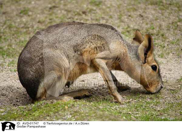 Gro�er Pampashase / AVD-01747