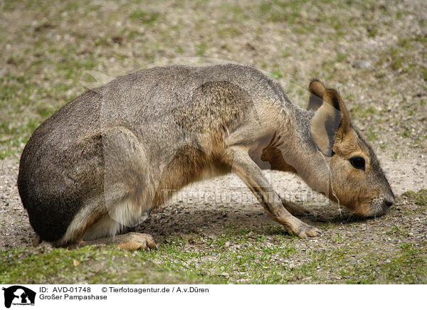 Groer Pampashase / Patagonian cavy / AVD-01748