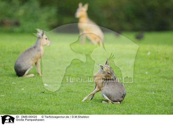 Groe Pampashasen / Patagonian cavy / DMS-06420