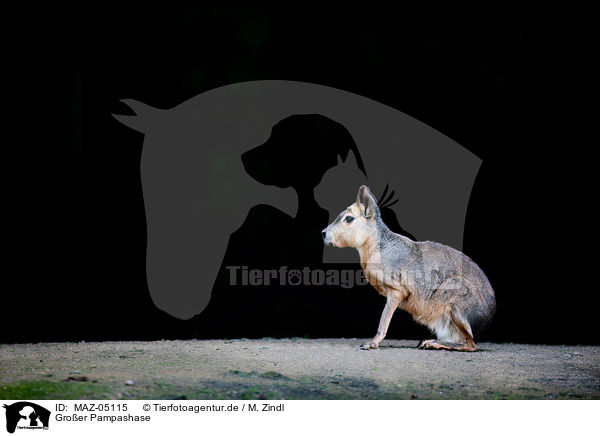 Groer Pampashase / Patagonian cavy / MAZ-05115