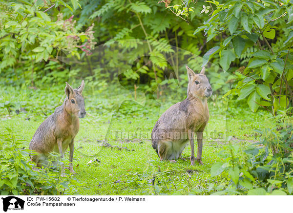 Groe Pampashasen / Patagonian Cavy / PW-15682