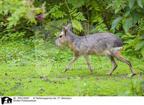 Groer Pampashase / Patagonian Cavy / PW-15687