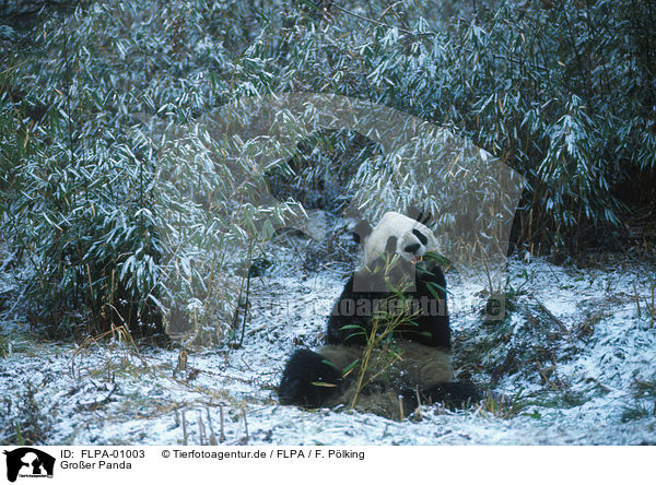 Groer Panda / giant panda / FLPA-01003