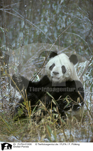 Groer Panda / giant panda / FLPA-01006