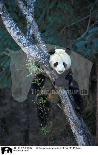 Groer Panda / giant panda / FLPA-01007