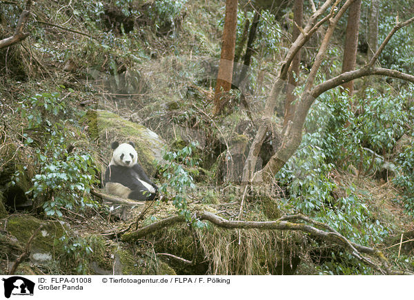 Groer Panda / giant panda / FLPA-01008