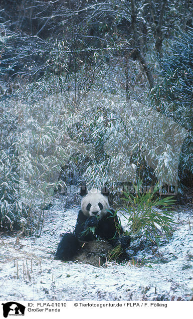 Groer Panda / FLPA-01010