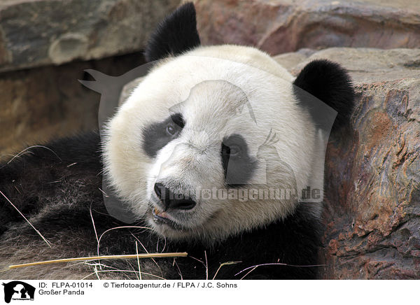 Groer Panda / giant panda / FLPA-01014