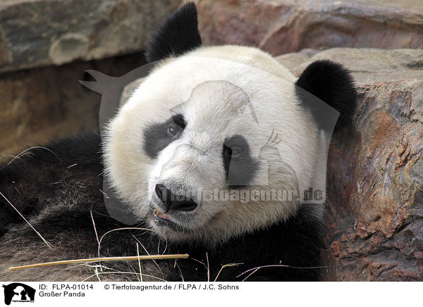 Groer Panda / FLPA-01014