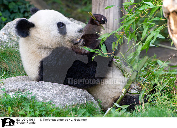 Groer Panda / giant panda / JG-01084