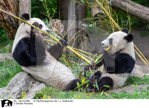 2 Groe Pandas / 2 giant pandas / JG-01086