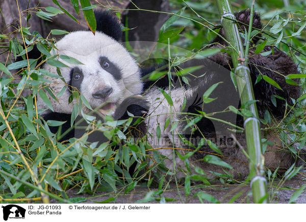 Groer Panda / giant panda / JG-01093