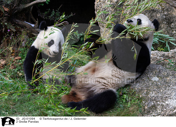 2 Groe Pandas / 2 giant pandas / JG-01094
