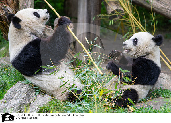 2 Groe Pandas / 2 giant pandas / JG-01095