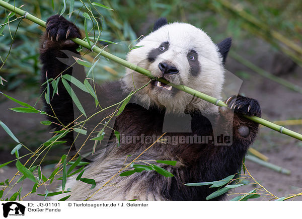 Groer Panda / giant panda / JG-01101