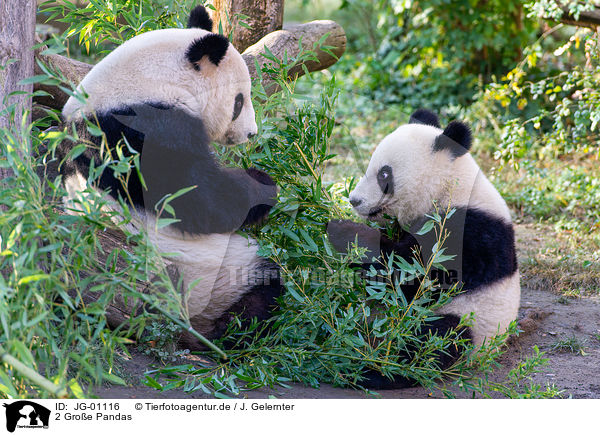 2 Groe Pandas / 2 giant pandas / JG-01116