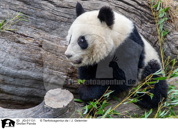 Groer Panda / giant panda / JG-01131