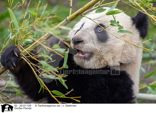 Groer Panda / giant panda / JG-01136