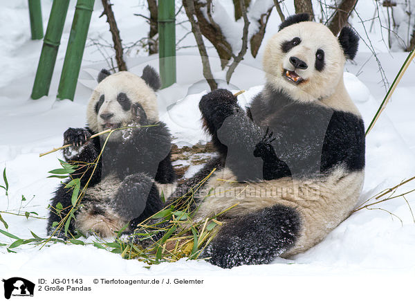 2 Groe Pandas / 2 giant pandas / JG-01143