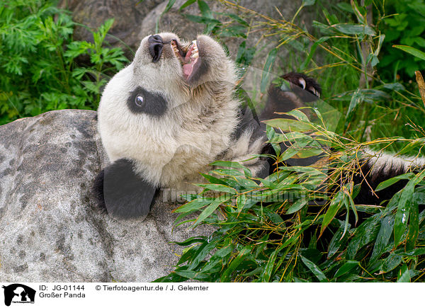 Groer Panda / JG-01144