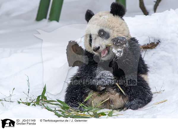 Groer Panda / JG-01149