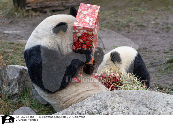 2 Groe Pandas / JG-01156