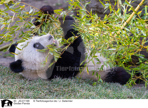Groer Panda / giant panda / JG-01166