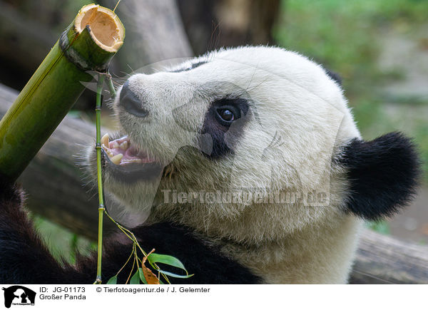 Groer Panda / giant panda / JG-01173