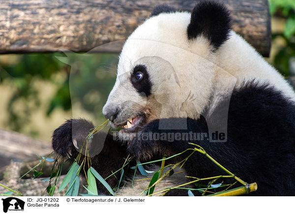 Groer Panda / giant panda / JG-01202