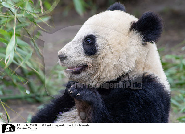 Groer Panda / giant panda / JG-01208