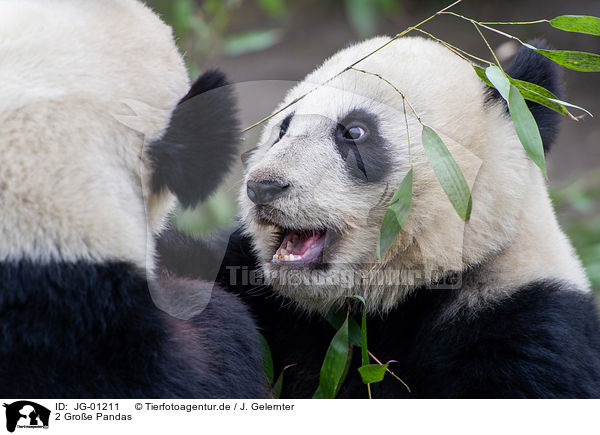 2 Groe Pandas / 2 giant pandas / JG-01211