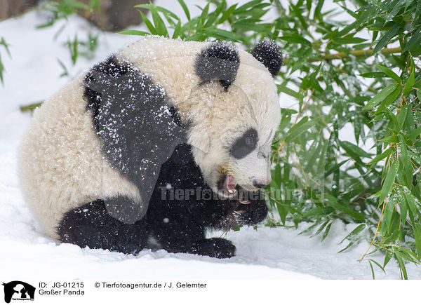 Groer Panda / giant panda / JG-01215