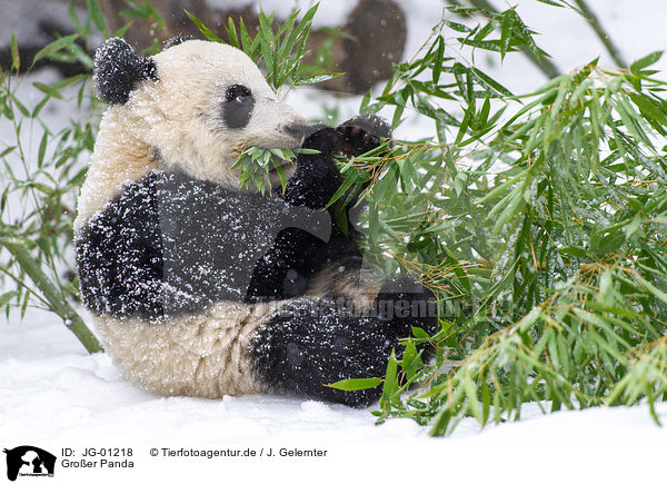 Groer Panda / giant panda / JG-01218