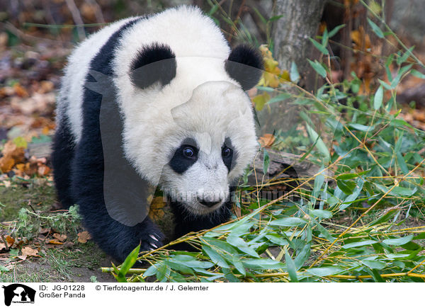Groer Panda / giant panda / JG-01228