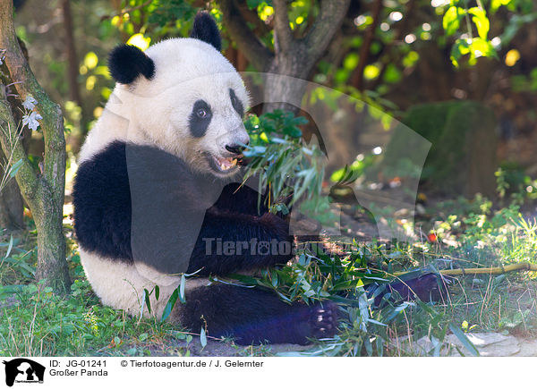 Groer Panda / giant panda / JG-01241