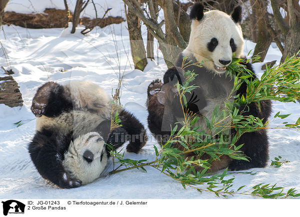 2 Groe Pandas / 2 giant pandas / JG-01243